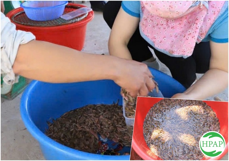 74-htx-du-lich-bao-ton-ruoi-cay-an-thanh-2.jpg