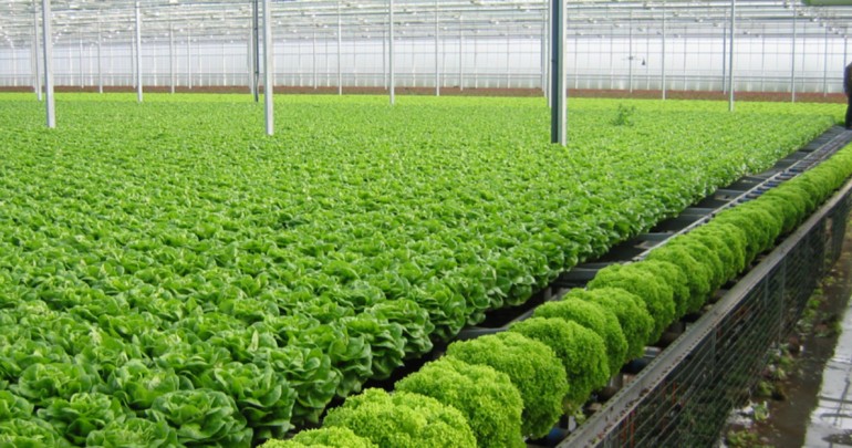 Phát Triển Nông Nghiệp Công Nghệ Cao: Bắt Đầu Từ Tư Duy Của Người Dân