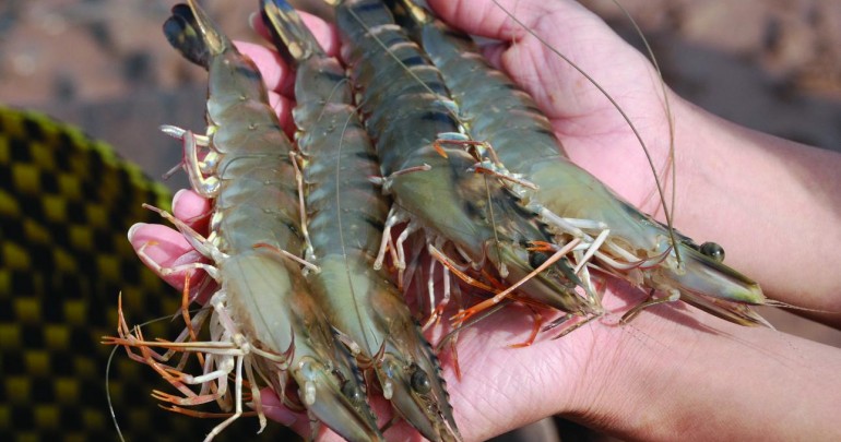 Mỹ Thêm ‘Luật Mới’ Làm Khó Doanh Nghiệp Xuất Khẩu Thủy Sản Việt Nam