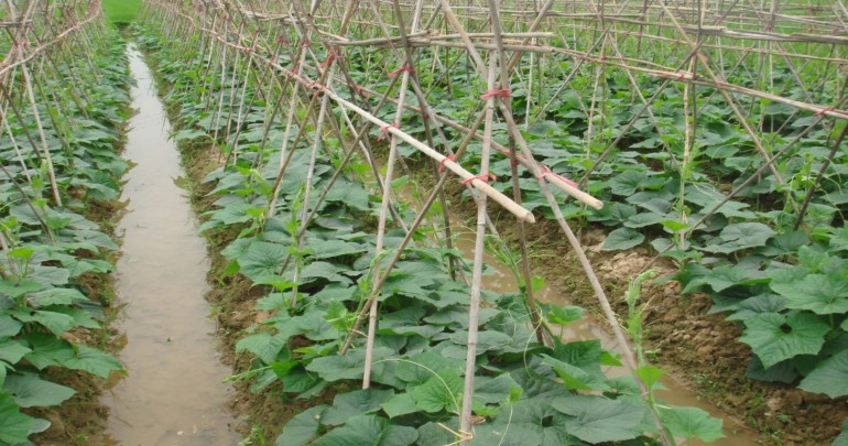 Vùng Trồng Hoa, Rau Màu Tập Trung Trên Địa Bàn Xã Kênh Giang, Huyện Thủy Nguyên, Hải Phòng