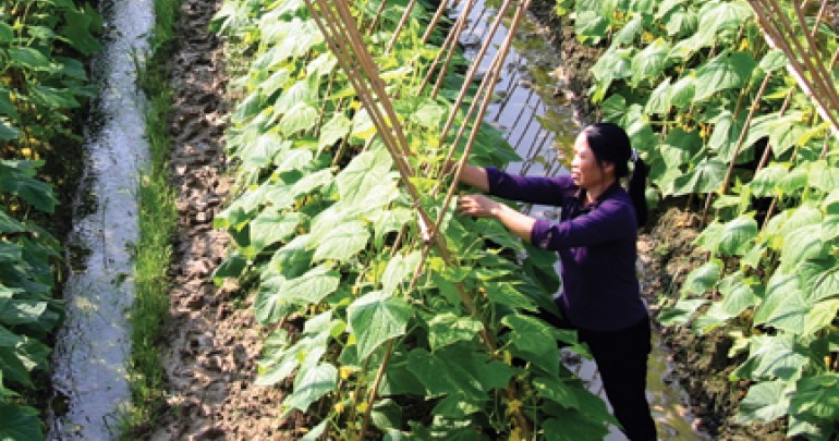 Vùng Trồng Hoa, Rau Màu Tập Trung Trên Địa Bàn Xã Kỳ Sơn, Huyện Thủy Nguyên, Hải Phòng
