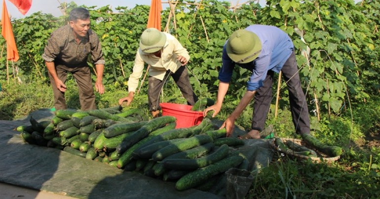 Vùng Trồng Hoa, Rau Màu Tập Trung Trên Địa Bàn Xã Hợp Thành, Huyện Thủy Nguyên, Hải Phòng