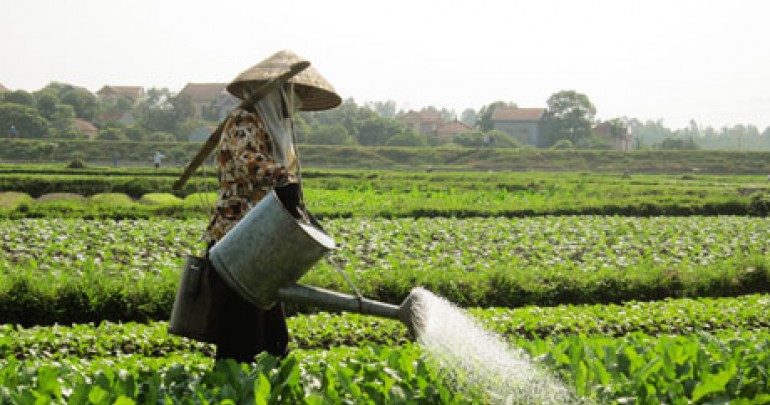 Vùng Trồng Hoa, Rau Màu Tập Trung Trên Địa Bàn Xã Liên Khê, Huyện Thủy Nguyên, Hải Phòng