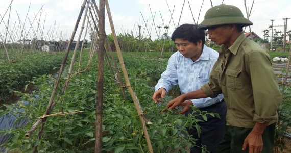 Vùng Trồng Hoa, Rau Màu Tập Trung Trên Địa Bàn Xã Thiên Hương, Huyện Thủy Nguyên, Hải Phòng of chicken meat 1