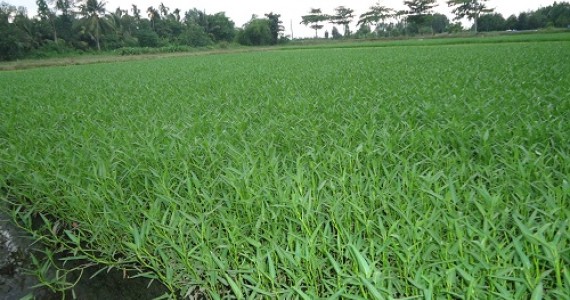 Vùng Trồng Hoa, Rau Màu Tập Trung Trên Địa Bàn Xã Lưu Kỳ, Huyện Thủy Nguyên, Hải Phòng of chicken meat 1