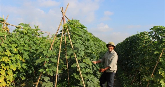 Vùng Trồng Hoa, Rau Màu Tập Trung Trên Địa Bàn Xã Minh Tân, Huyện Thủy Nguyên, Hải Phòng of chicken meat 1