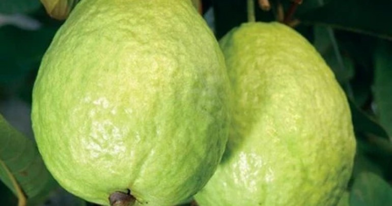 Quy Trình Sản Xuất Cây Ổi
