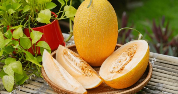 Quy Trình Sản Xuất Dưa Vàng of chicken meat 1
