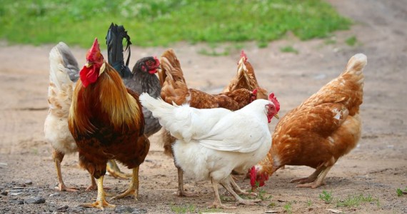 Quy Trình Chăn Nuôi Gà Theo Tiêu Chuẩn Vietgahp of chicken meat 1