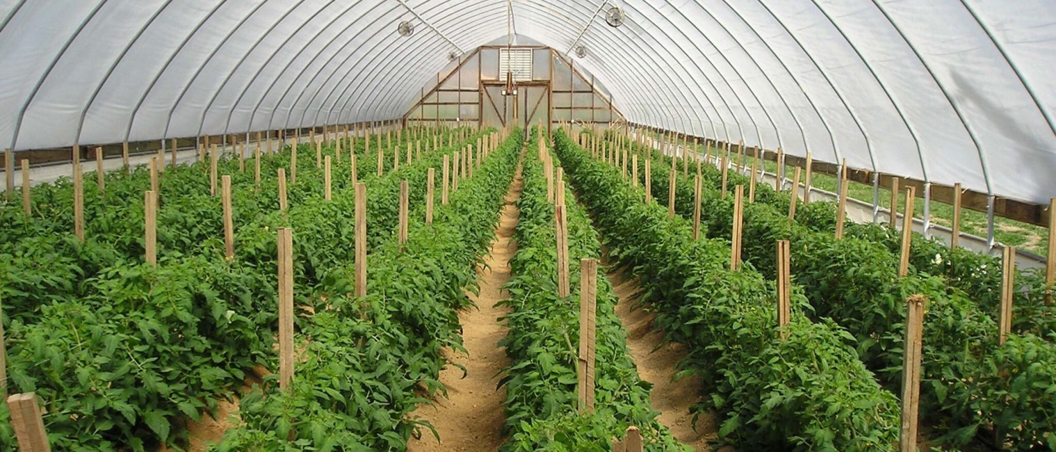 Phát Triển Nông Nghiệp Công Nghệ Cao: Bắt Đầu Từ Tư Duy Của Người Dân