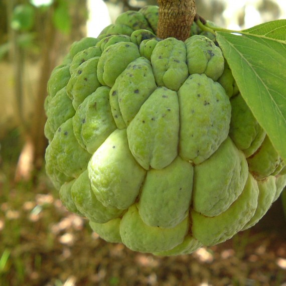 Quả Na