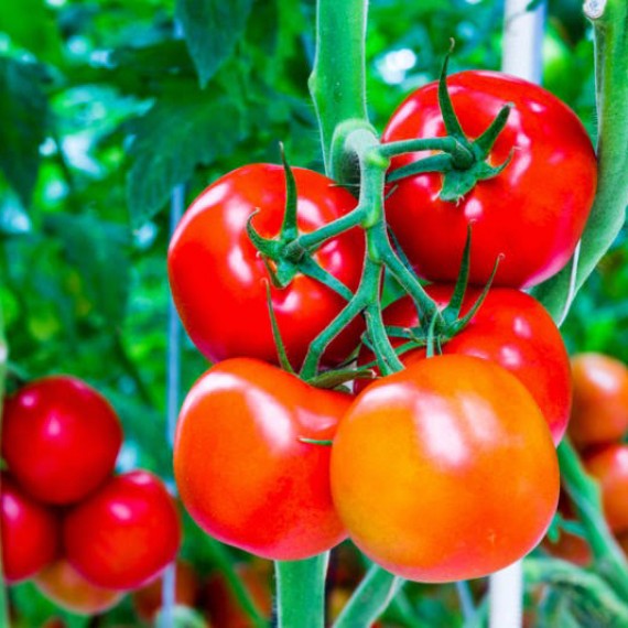 Giống Cà Chua C155