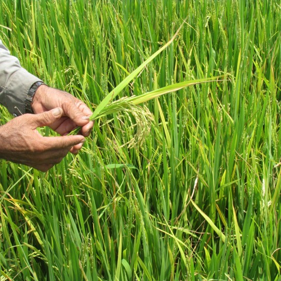 Lúa Giống