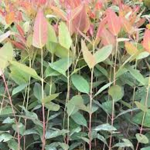 Cây Bạch Đàn Cây Bạch Đàn