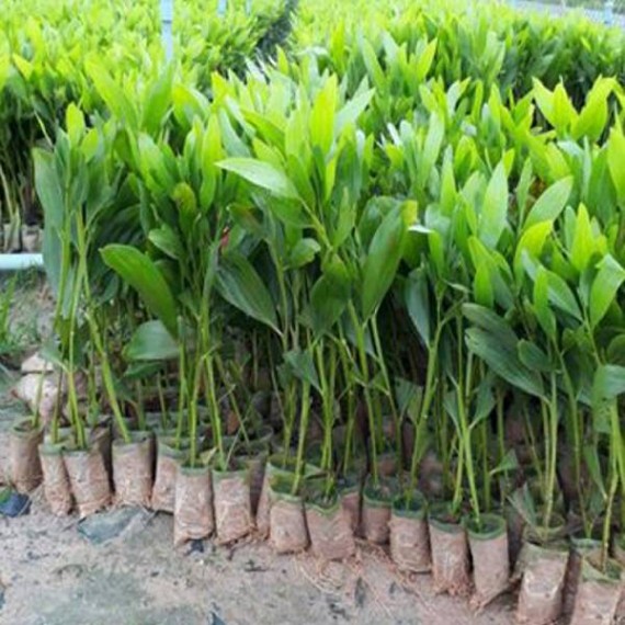 Cây Keo