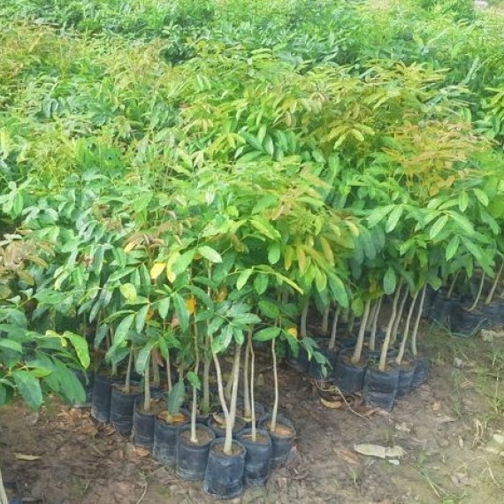 Cây Xà Cừ