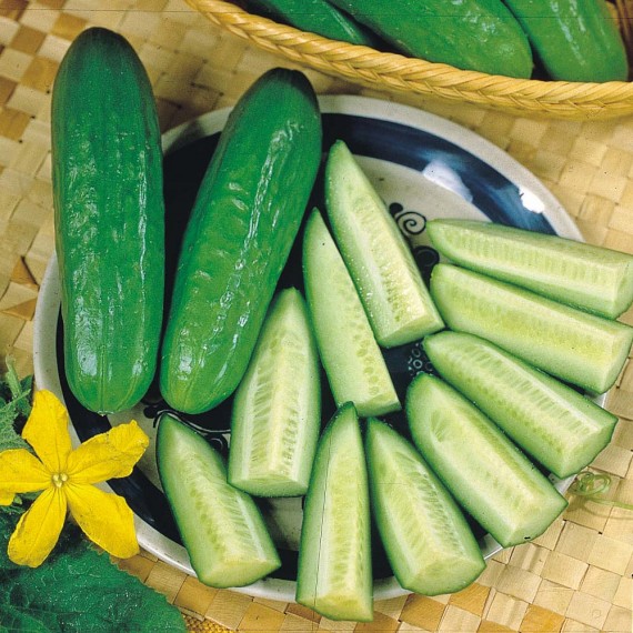 Dưa Chuột Dưa Chuột