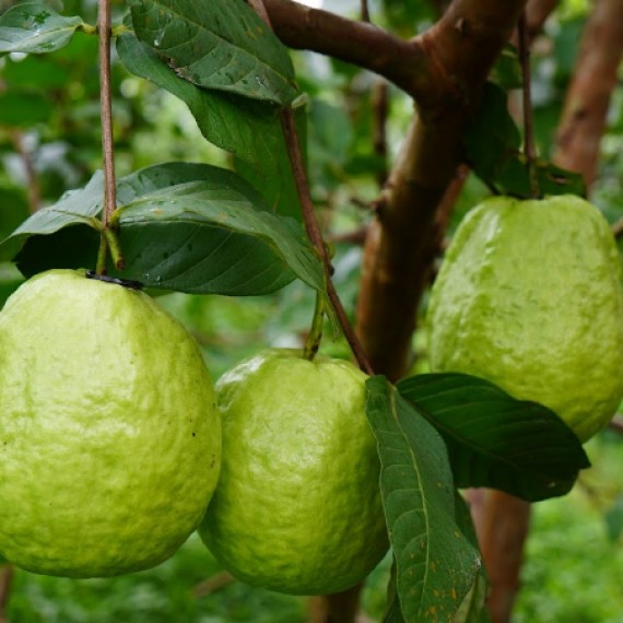 Ổi Lê Trường Tân