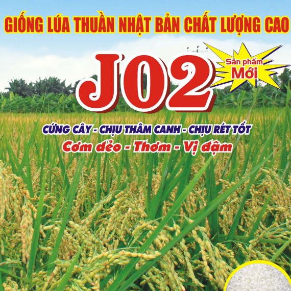 Gạo J02